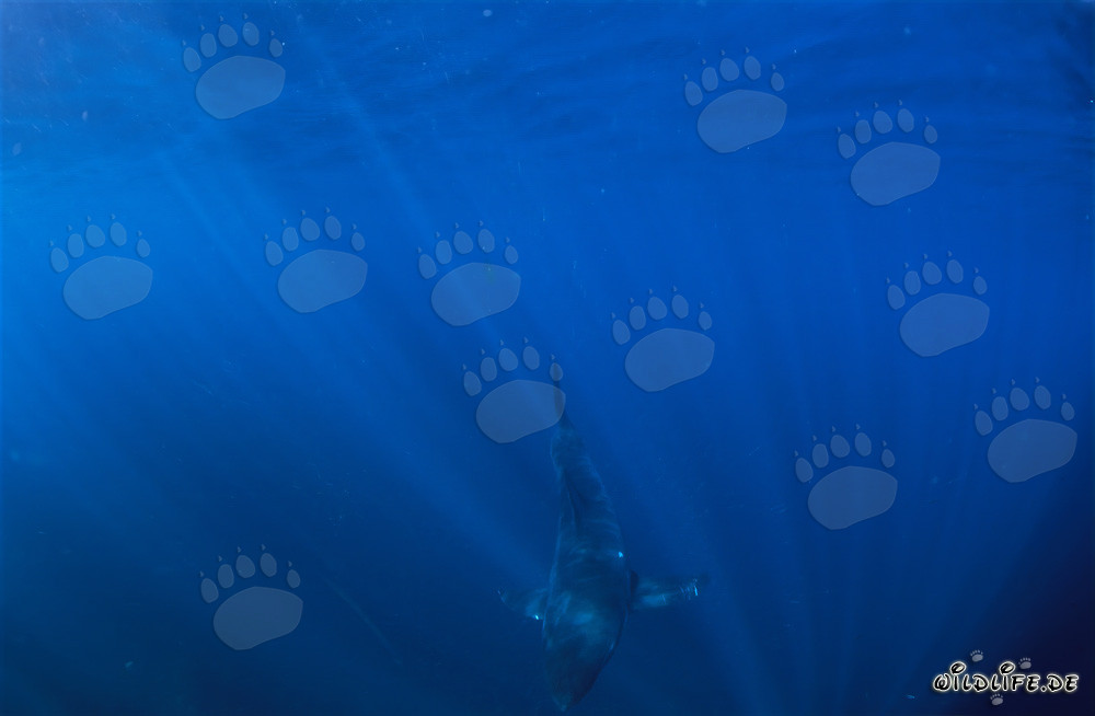 Baby squalo bianco esplora le profondità dell'oceano
