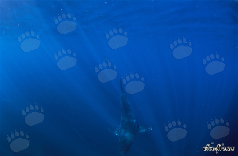 Jeune requin blanc explorant les profondeurs de l'océan