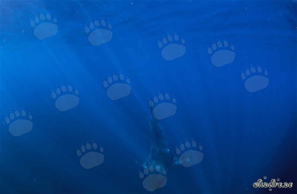 Bebé tiburón blanco explorando las profundidades del océano