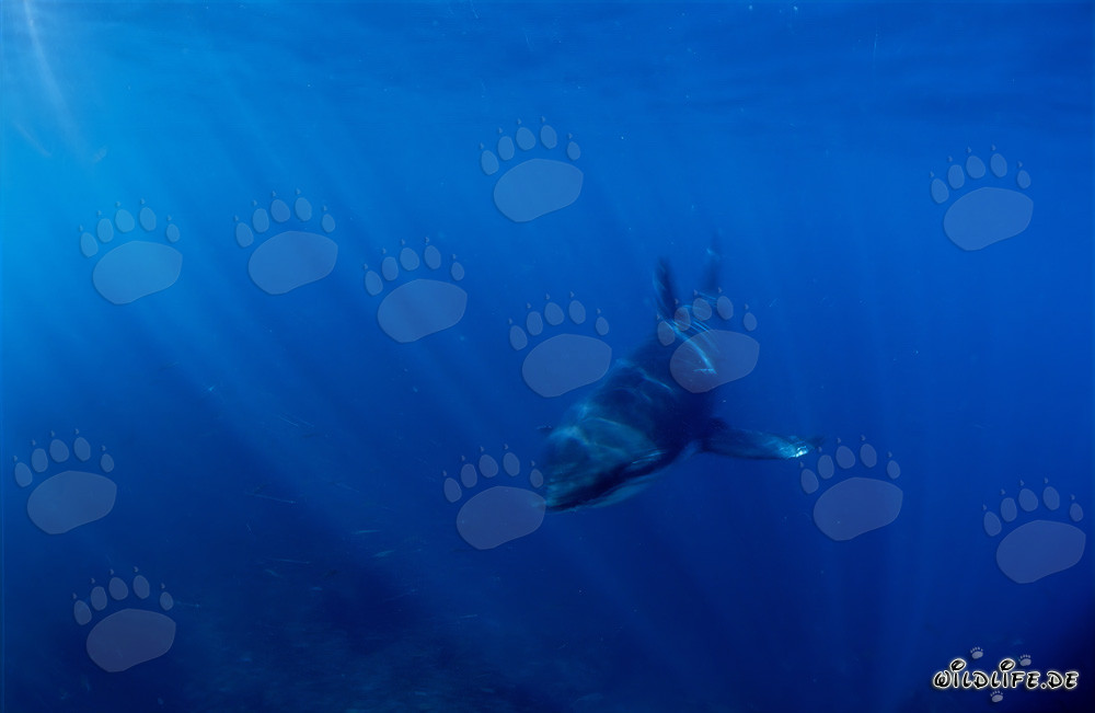 Faszinierendes Baby Weißer Hai im klaren blauen Wasser