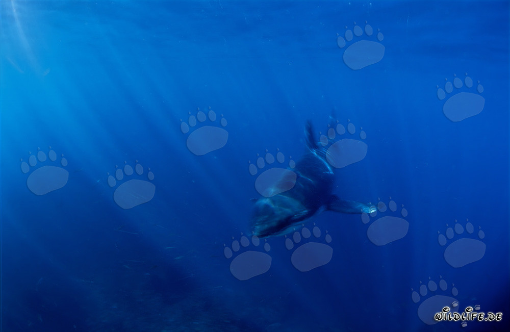 Jeune requin blanc fascinant dans l'eau bleue claire