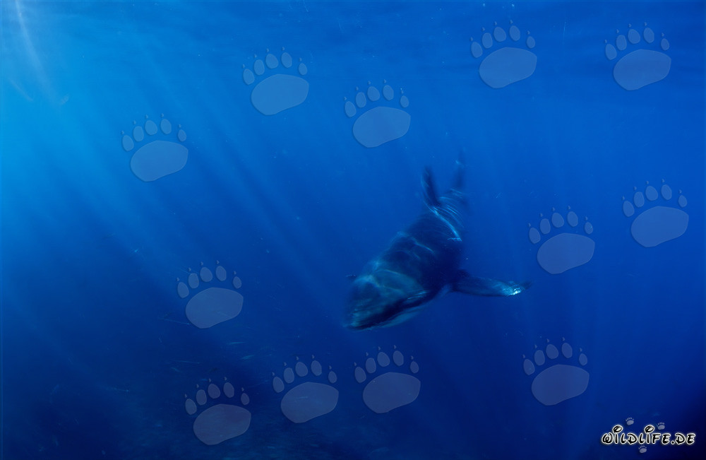 Fascinante bebé tiburón blanco en el claro agua azul