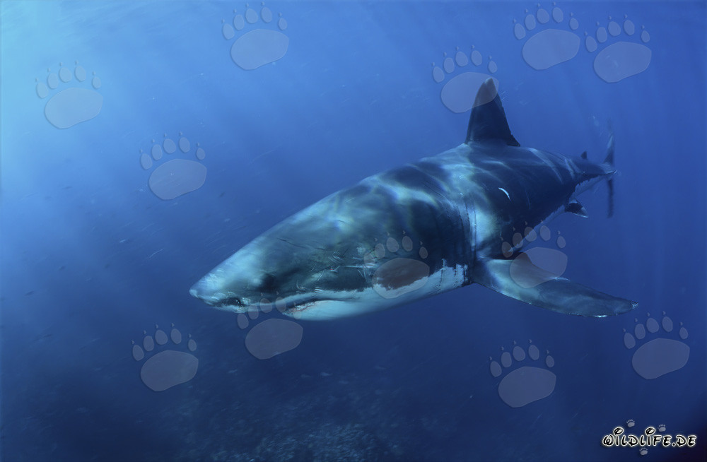 Grand requin blanc majestueux au large des côtes sud-africaines
