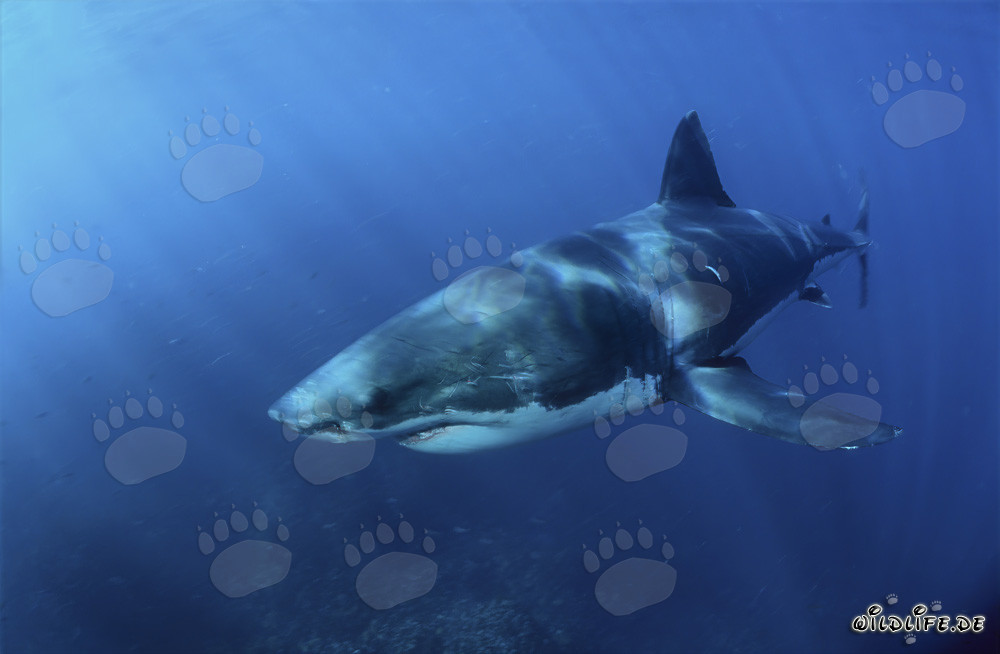 Majestic Great White Shark off the coast of South Africa