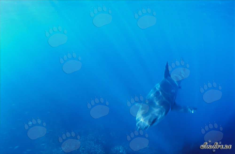 Fascinating sight: Baby Great White Shark approaching