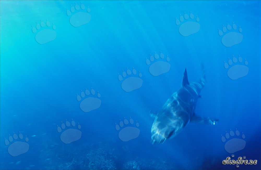 Vue fascinante : un bébé requin blanc s'approche
