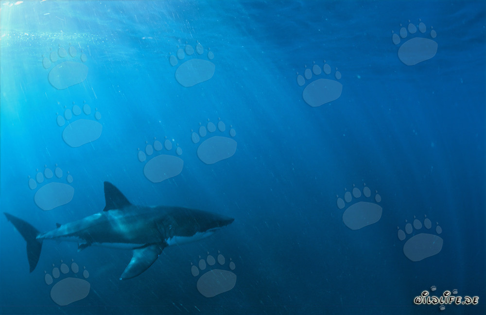 Magnifique Grand Requin Blanc au lever du soleil devant l'île de Dyer
