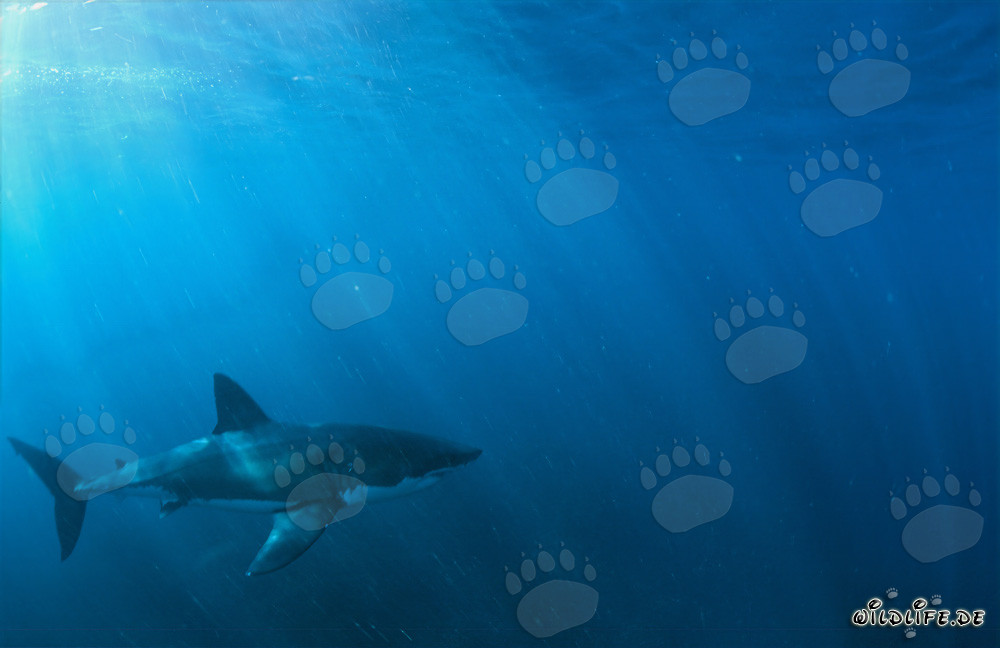Fascinating Great White Shark at sunrise in front of Dyer Island