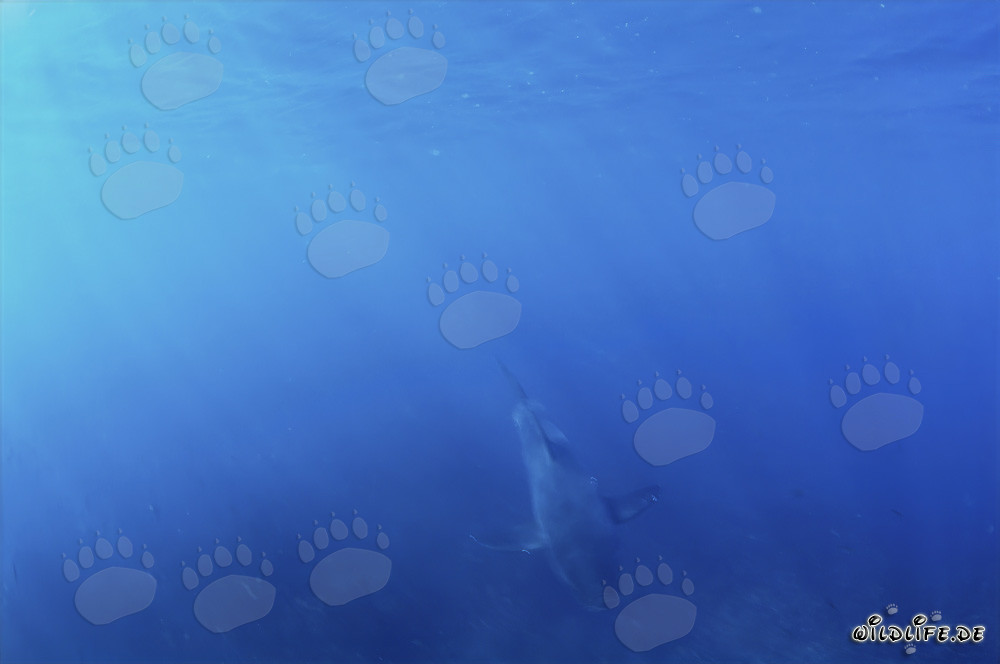 Baby Great White Shark emerging from the blue water