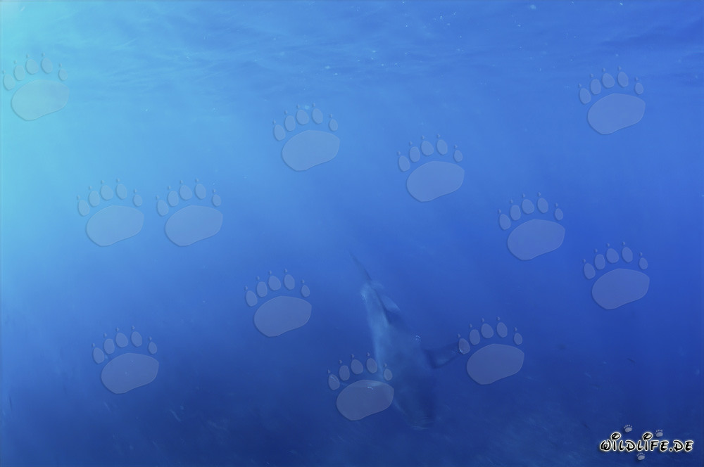 Baby Squalo Bianco emerge dall'acqua blu