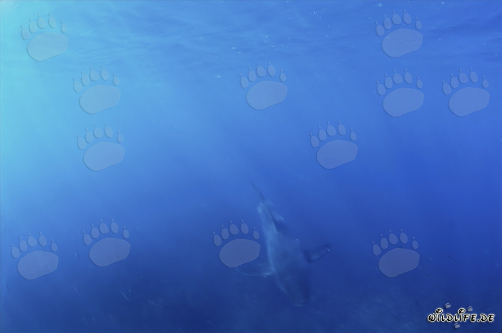Baby Weißer Hai taucht aus dem blauen Wasser auf
