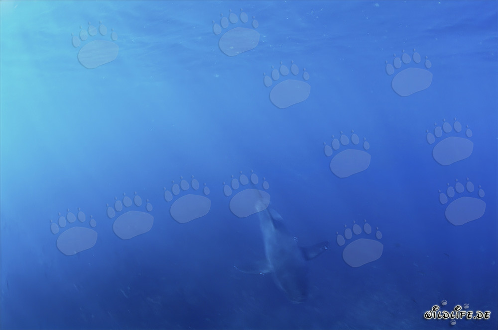 Tiburón Blanco bebé emerge del agua azul