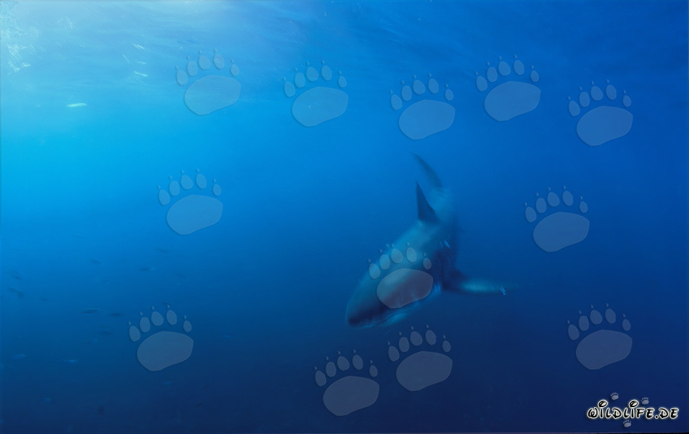 Baby Great White Shark spotted off the coast of Gansbaai