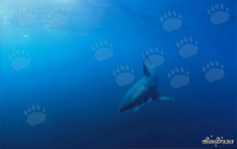 Jeune requin blanc découvert au large de Gansbaai