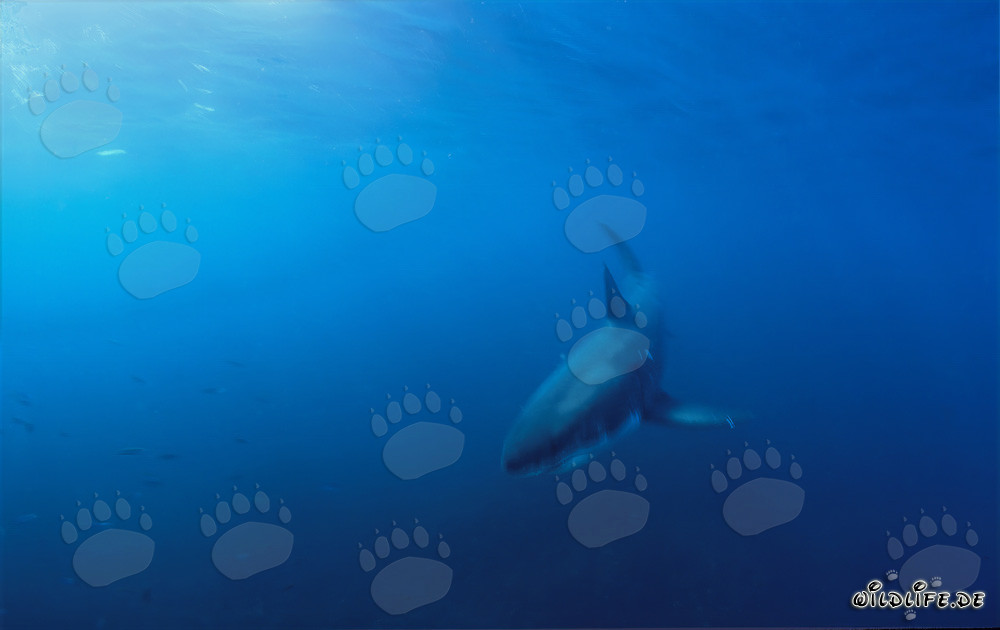 Bebé tiburón blanco descubierto en la costa de Gansbaai