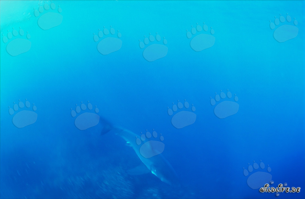 Baby Great White Shark in the mysterious Blue