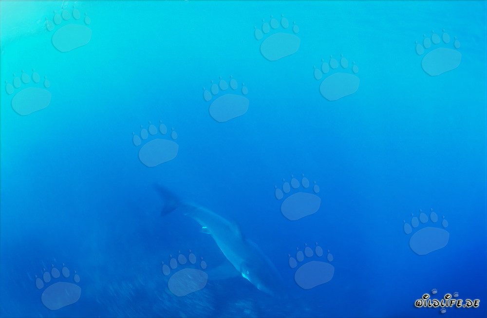 Baby Weißer Hai im geheimnisvollen Blau