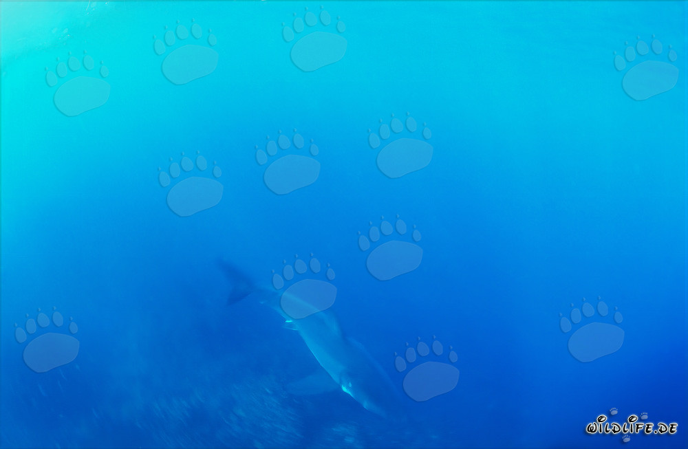 Jeune requin blanc bébé dans le bleu mystérieux