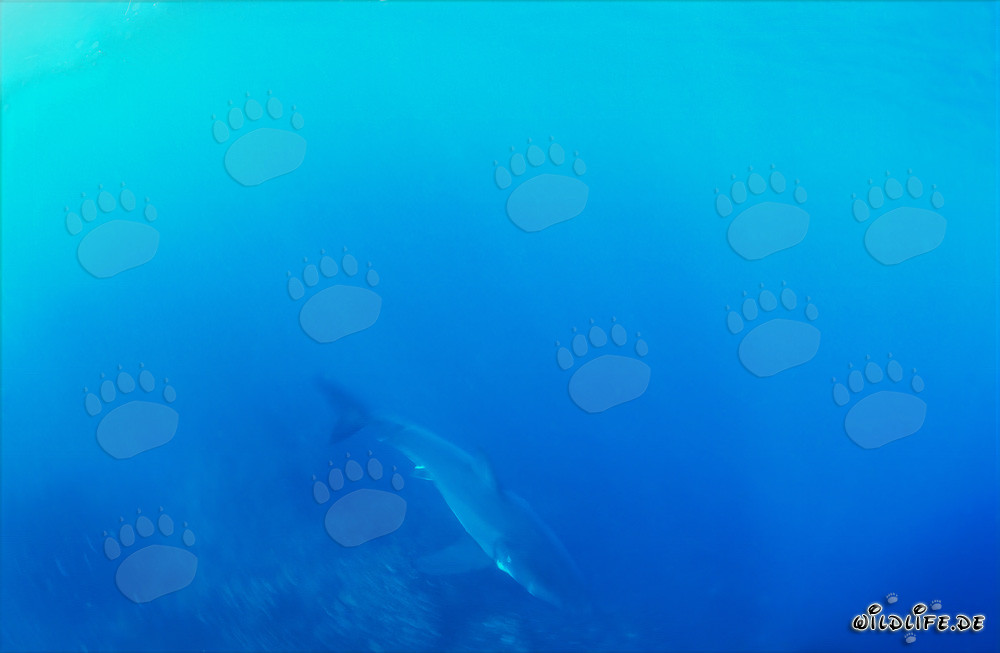 Pequeño tiburón blanco en el azul misterioso