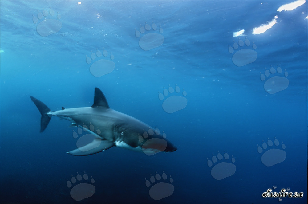 Fascinating Baby Great White Shark in the Vast Ocean