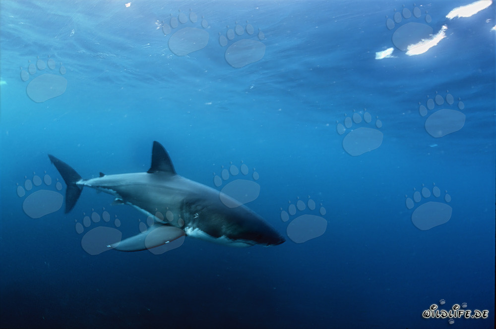 Jeune requin blanc fascinant dans l'immensité de l'océan