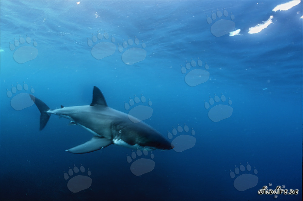 Fascinante bebé tiburón blanco en la inmensidad del océano