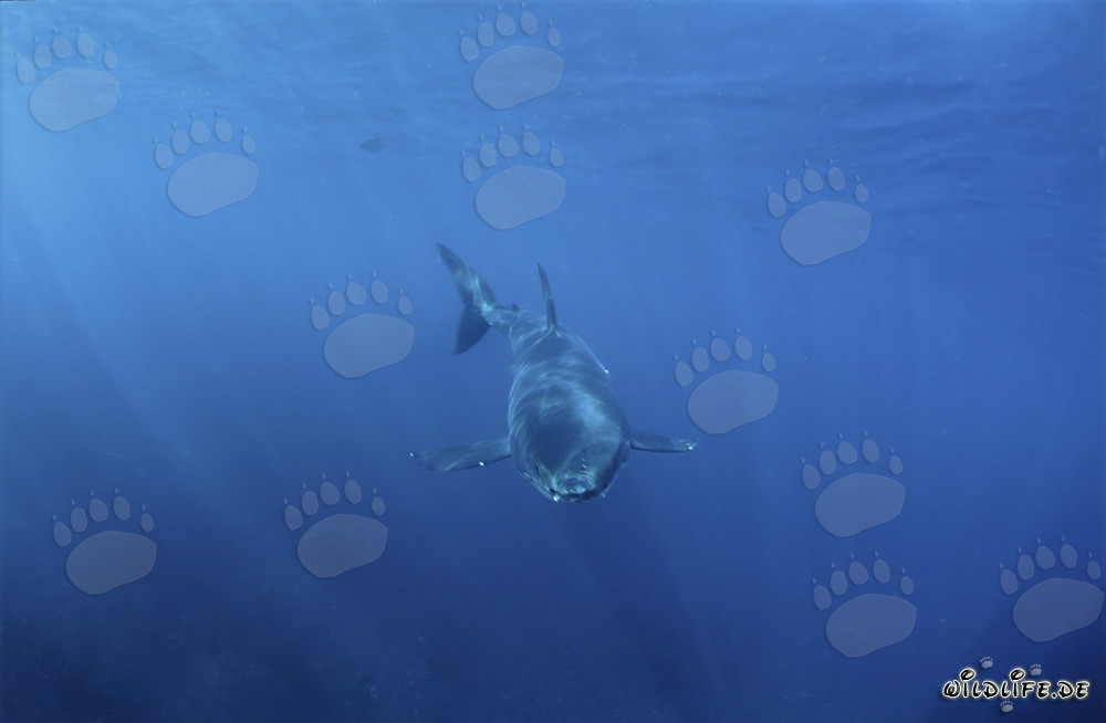 Rencontre fascinante : un jeune requin blanc curieux s'approche dynamiquement