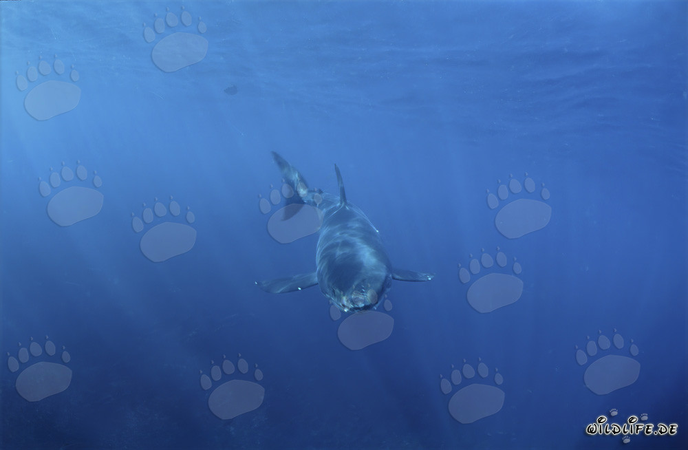Encuentro fascinante: un curioso bebé tiburón blanco se acerca dinámicamente