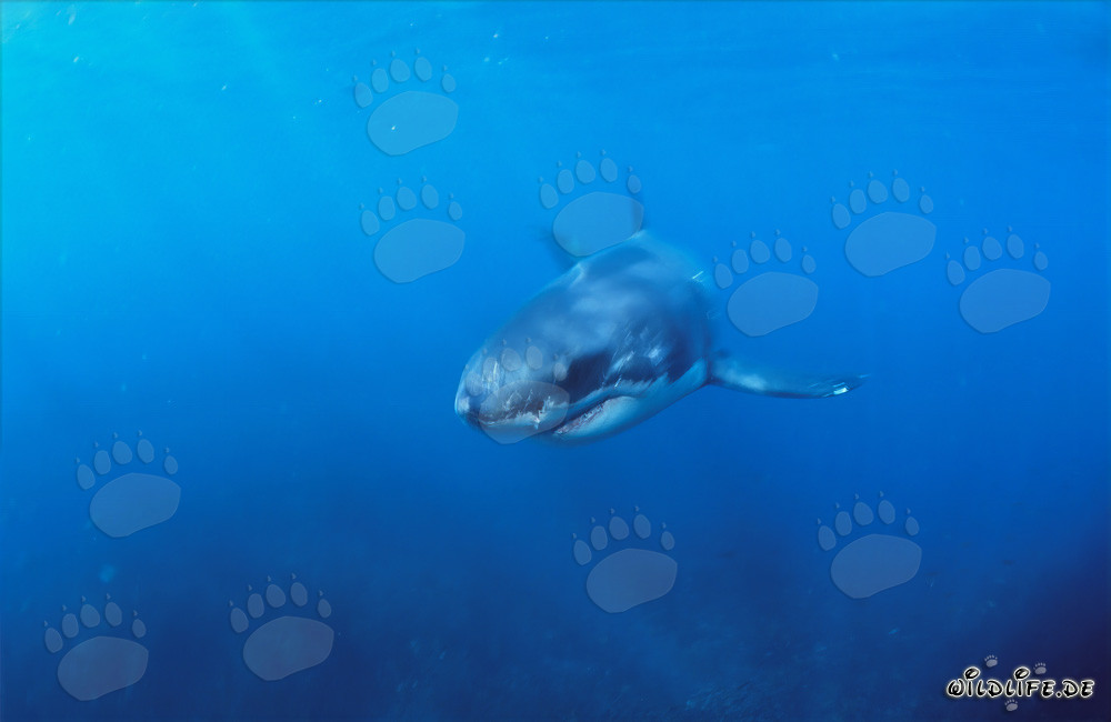 Baby Great White Shark hunting