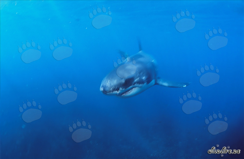 Jeune Requin Blanc en chasse