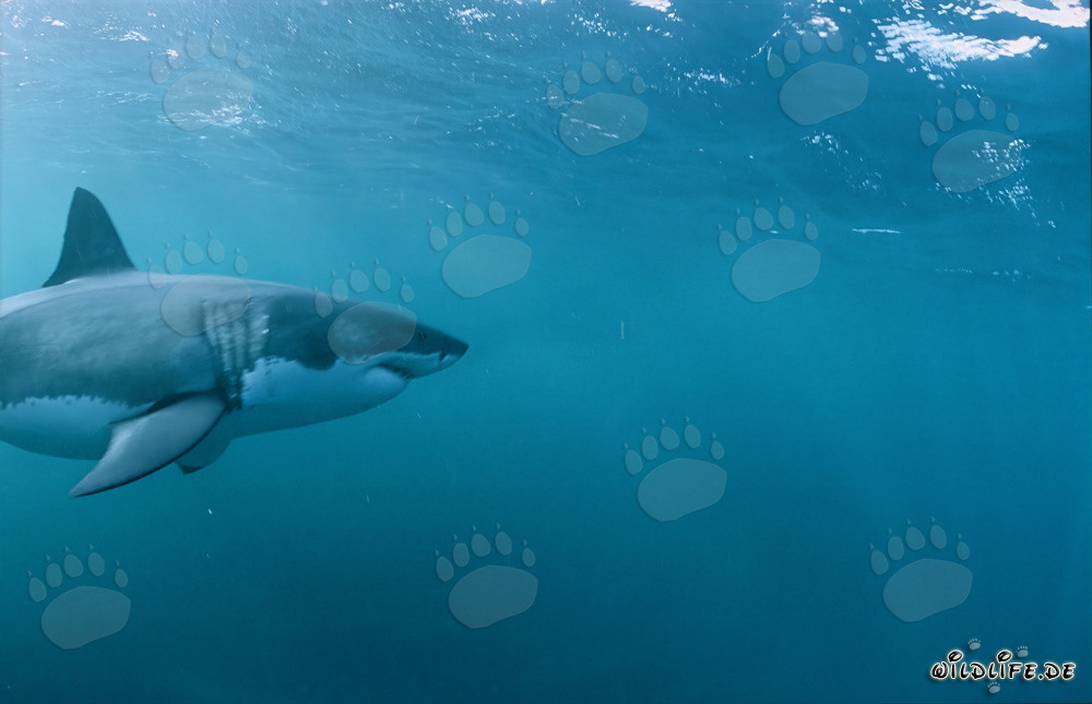 Impresionante Gran Tiburón Blanco: Símbolo de Evolución y Fuerza