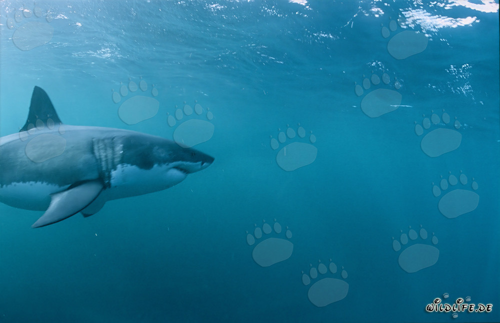 Grand Requin Blanc Imposant : Symbole d'Évolution et de Force