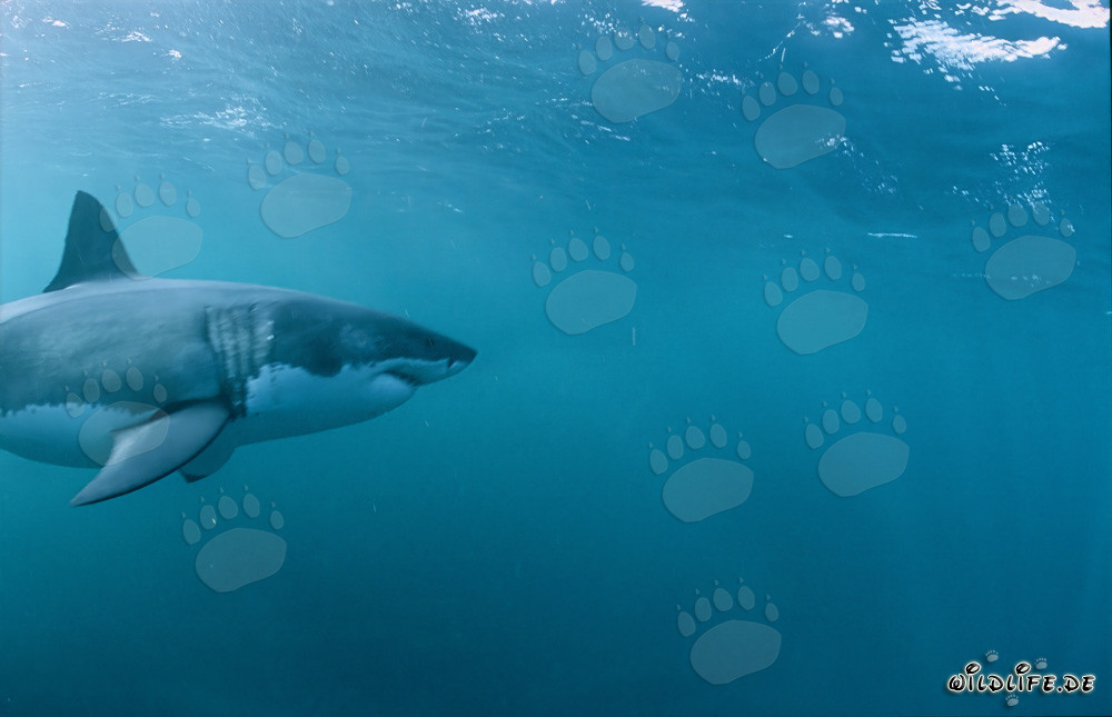 Majestic Great White Shark: Icon of Evolution and Strength