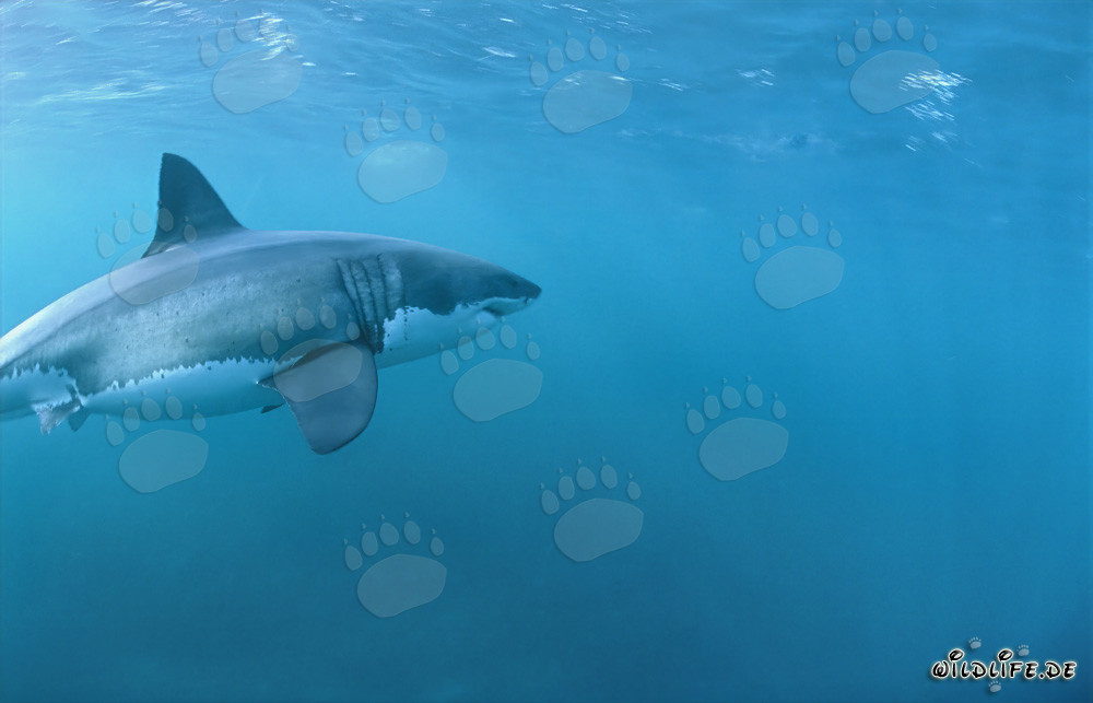 Grand requin blanc fascinant au large de Gansbaai