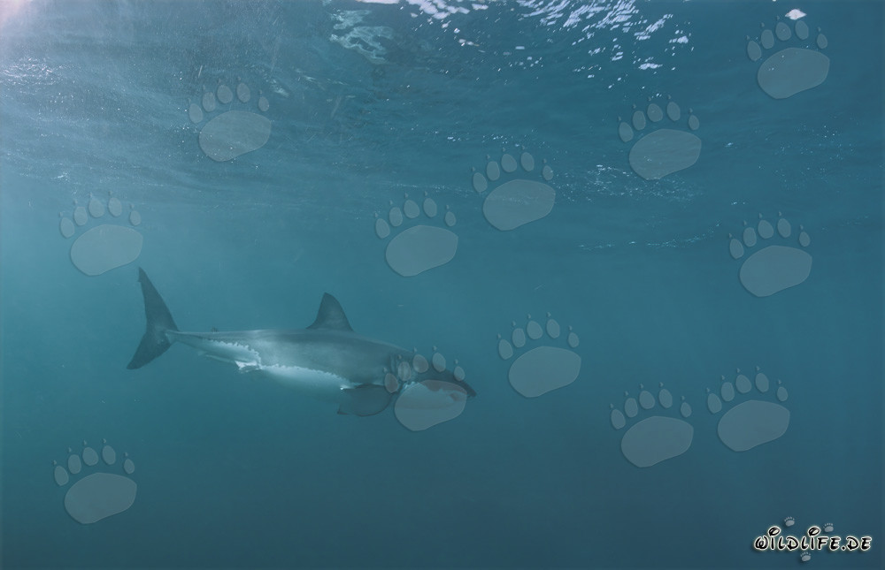 Grand requin blanc : majestueux habitant des mers en Afrique du Sud