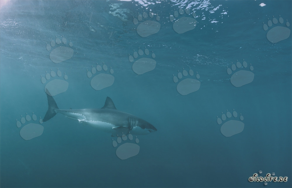 Gran tiburón blanco: majestuoso habitante marino en Sudáfrica