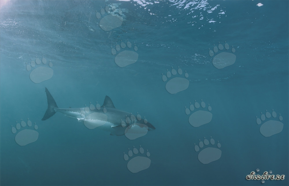 Impressive Great White Shark: Majestic Marine Creature in South Africa