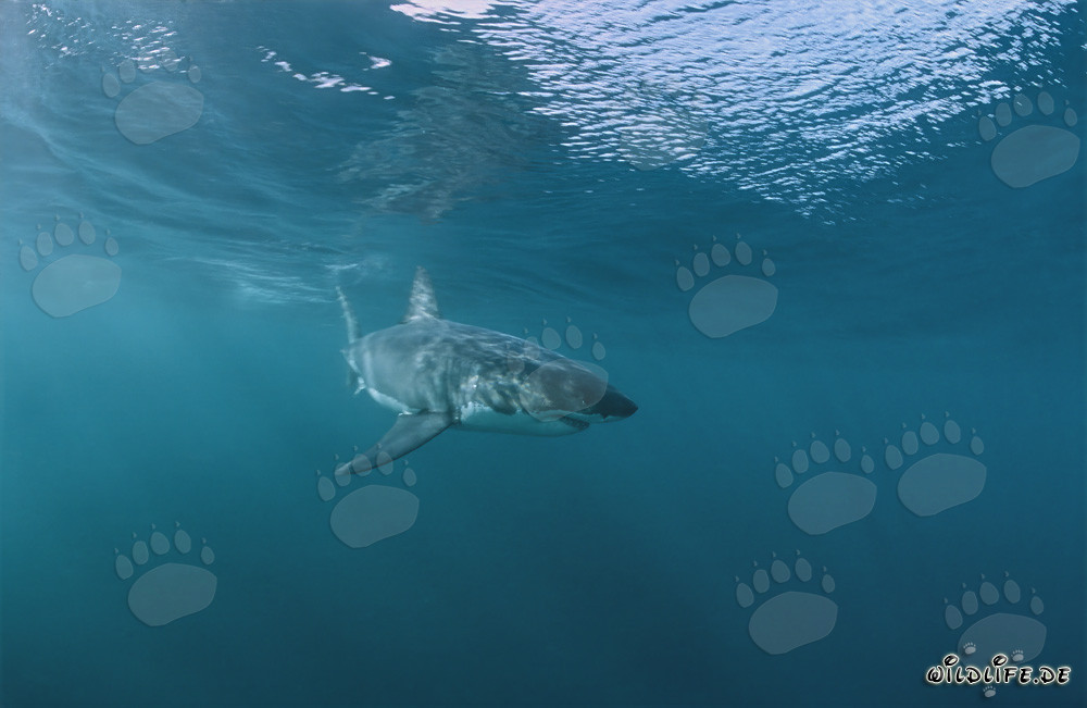 Jeune requin blanc nage à la surface de l'eau