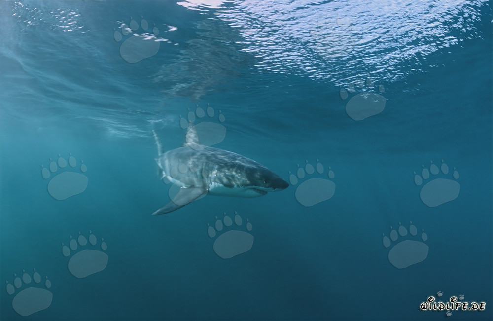 Tiburón blanco joven nada en la superficie del agua