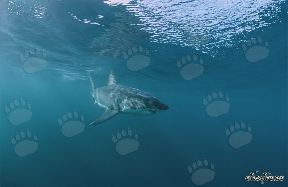 Young Great White shark swimming near the water surface