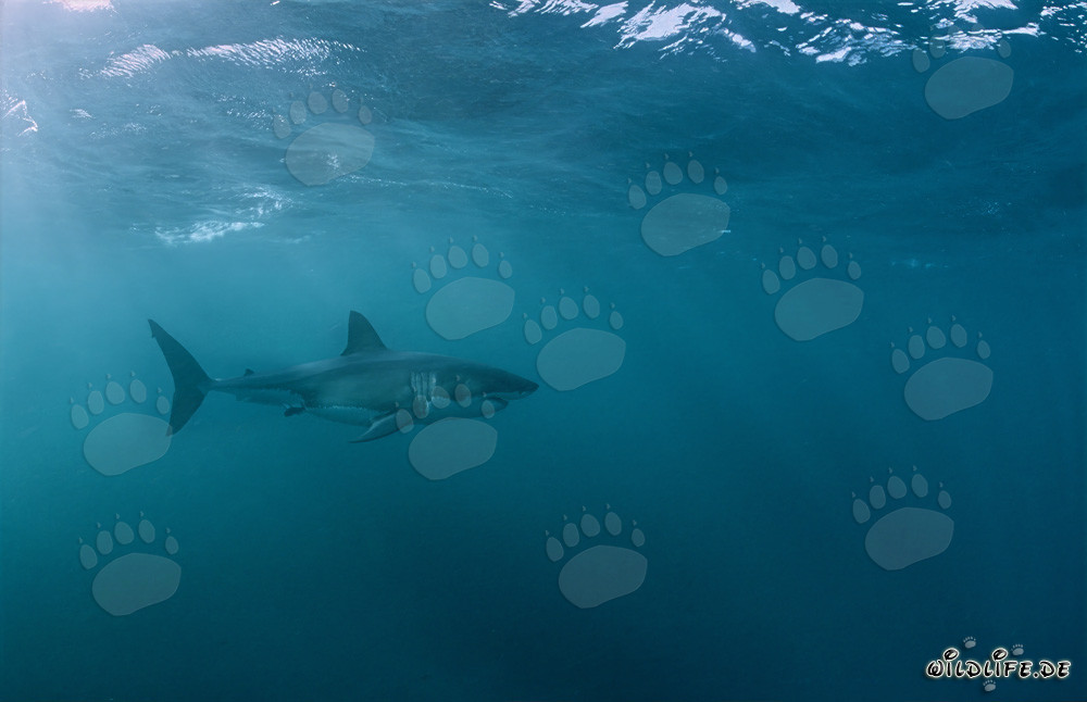 Fascinante Gran Tiburón Blanco frente a la costa de Sudáfrica