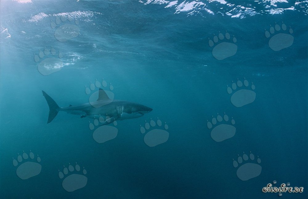 Fascinant Grand Requin Blanc au large des côtes sud-africaines