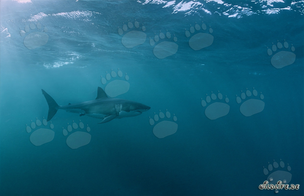 Fascinating Great White Shark off the Coast of South Africa