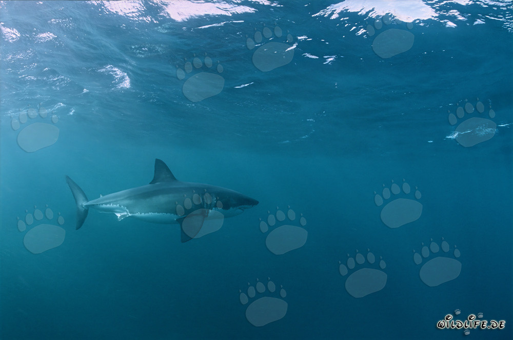 Great White shark (Carcharodon carcharias)