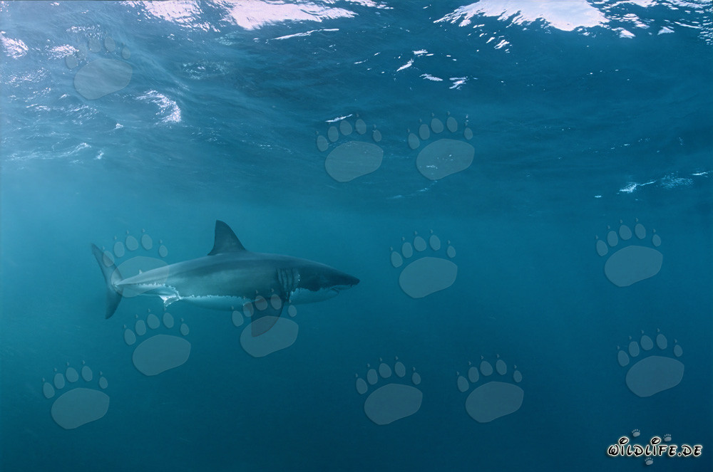 Requin blanc parcourant une zone de phoques à fourrure