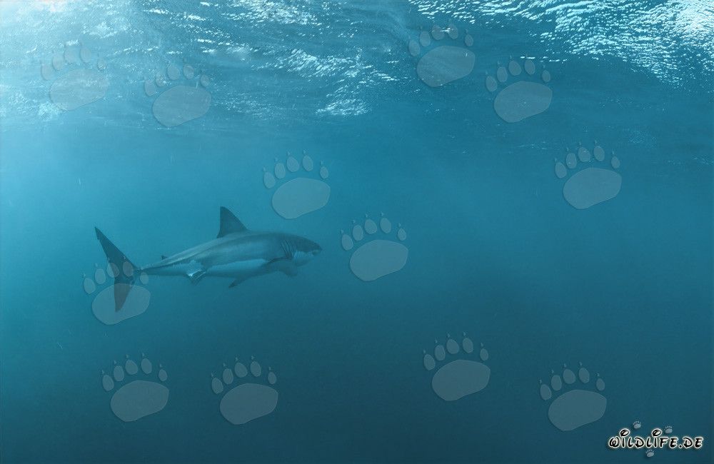 Grand requin blanc à la chasse devant l'île Dyer