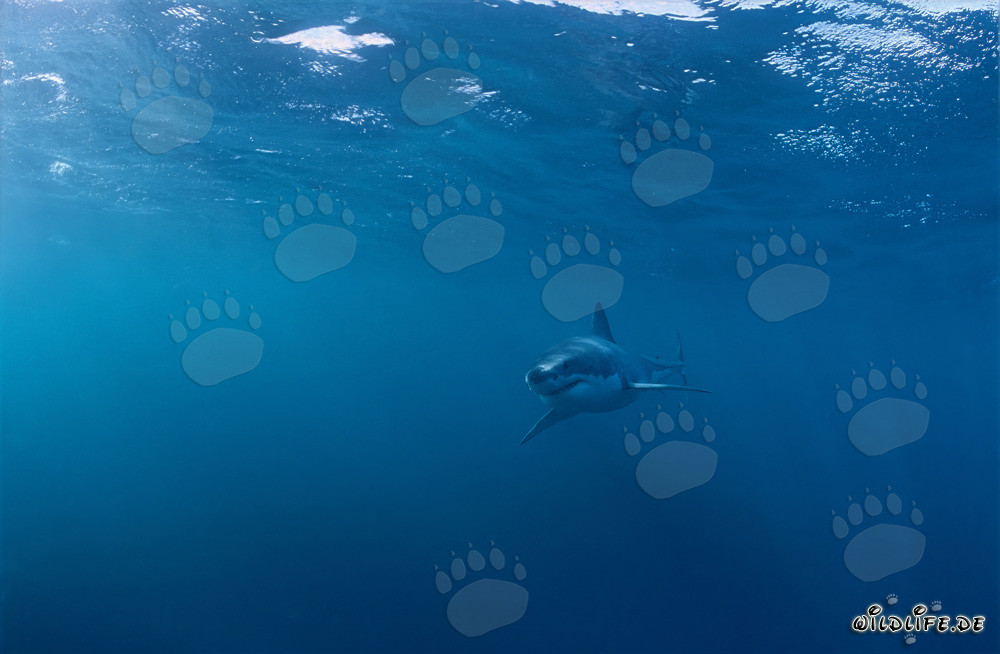 Baby Great White Shark in dangerous surroundings