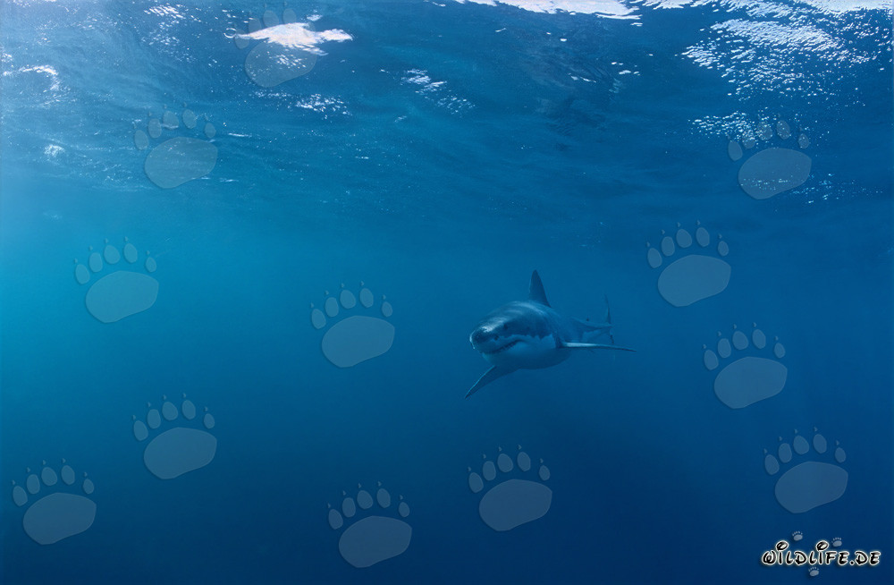 Jeune requin blanc dans un environnement dangereux