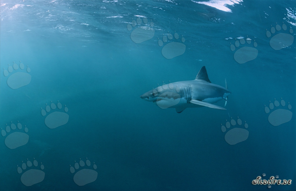 Grand requin blanc fascinant observant une proie en Afrique du Sud