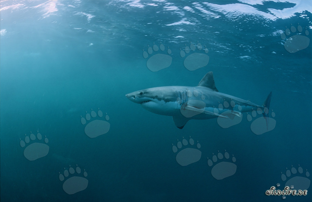 Fascinating Great White Shark off the Coast of South Africa